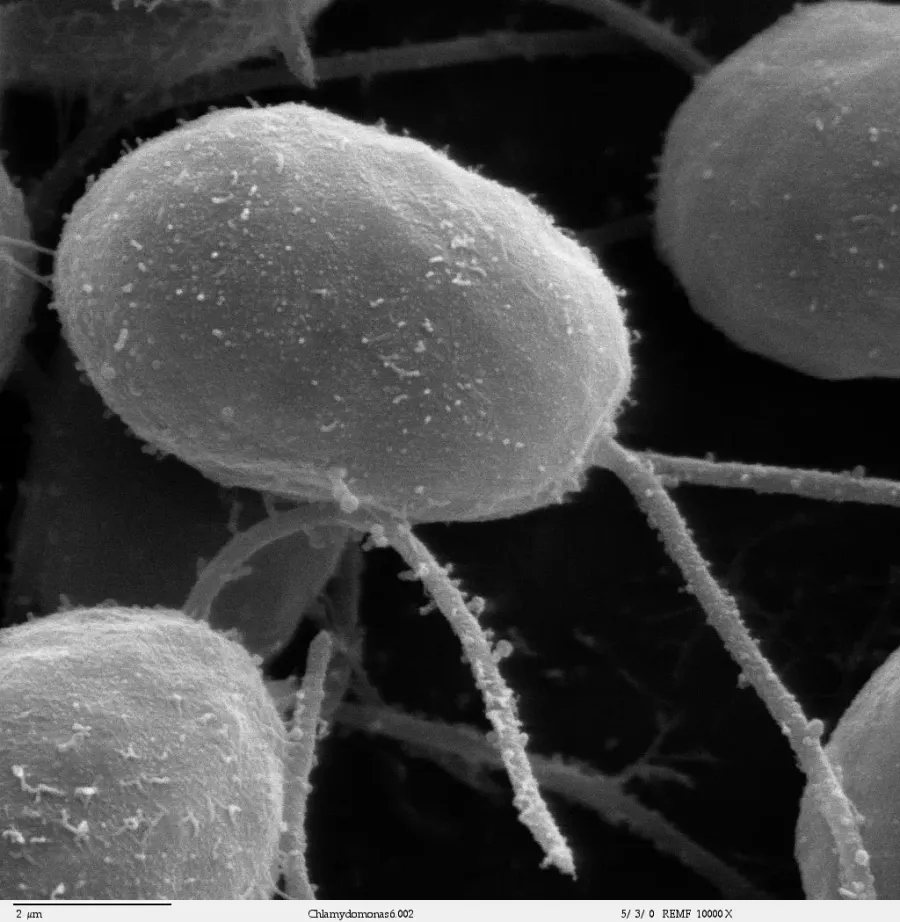 La carte Chlamydomonas