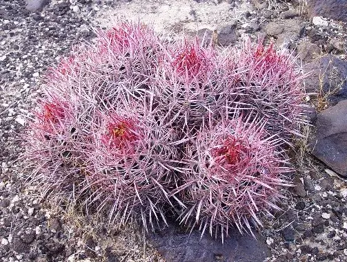 La carte Echinocactus