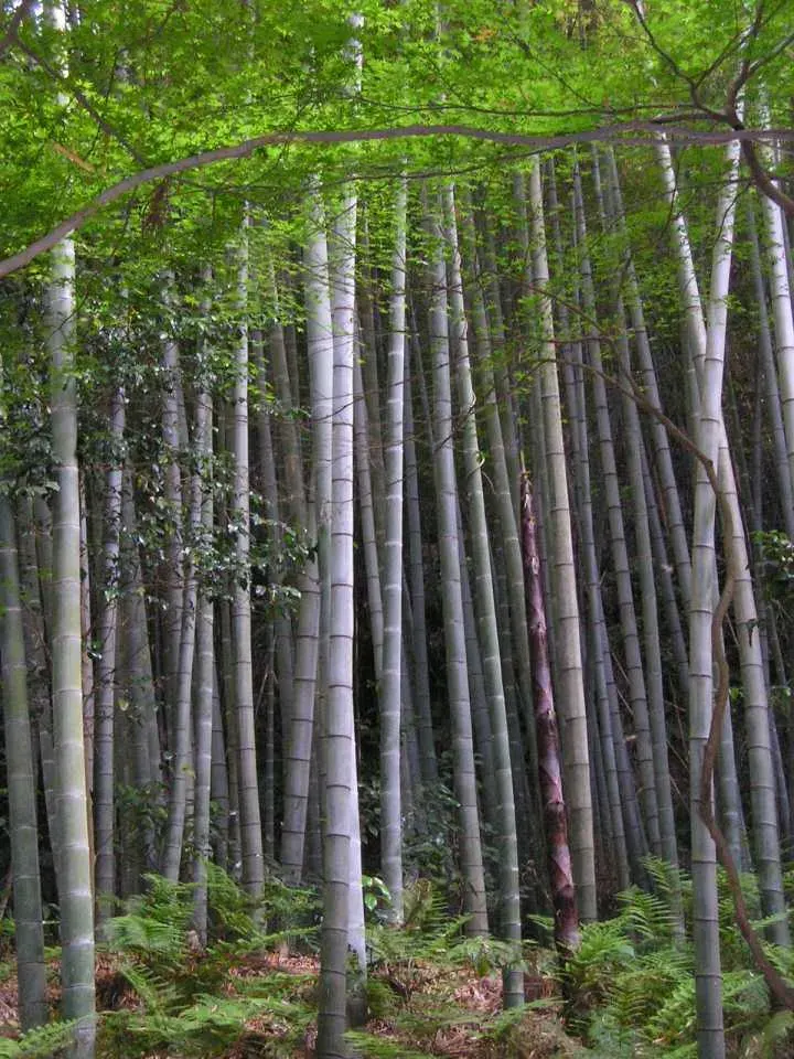La carte Phyllostachys edulis