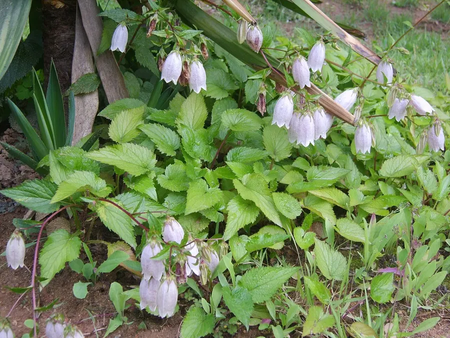 La carte Campanula punctata