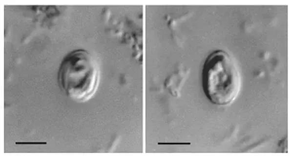 La carte Cryptosporidium
