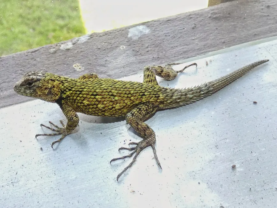 La carte Sceloporus malachiticus