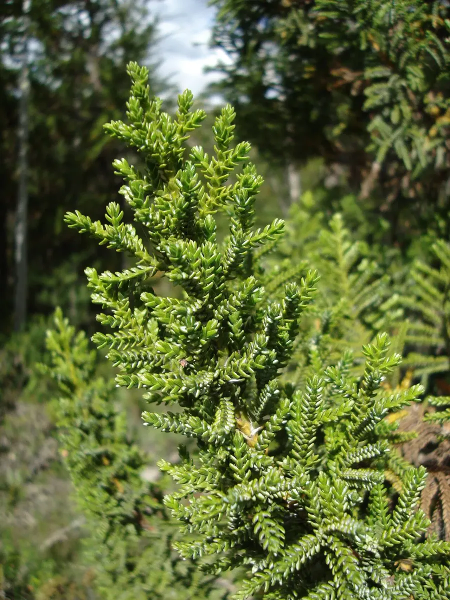The Pilgerodendron uviferum card