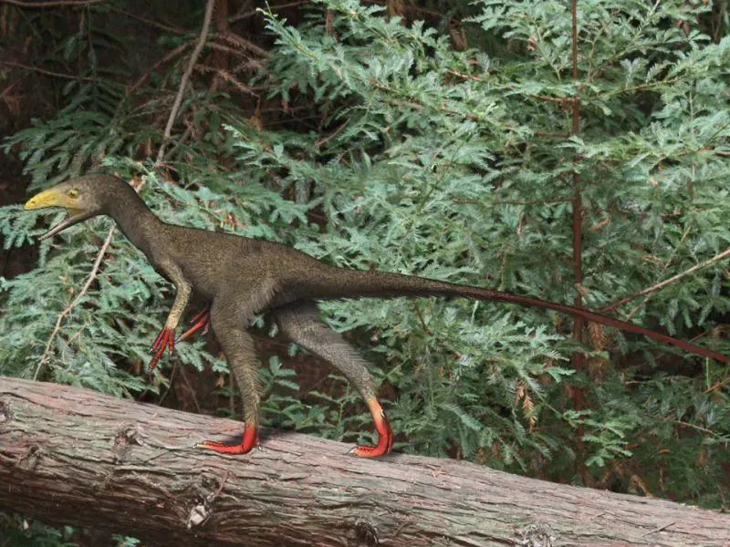 La carte Sinocalliopteryx