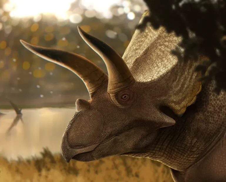 The Coahuilaceratops card