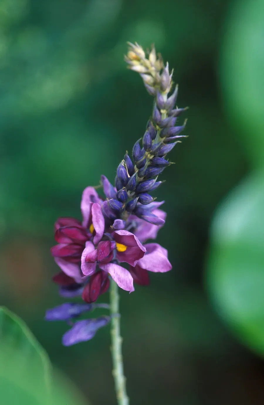 La carte Pueraria