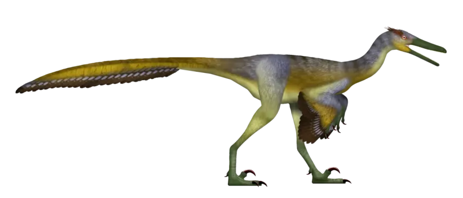 La carte Buitreraptor