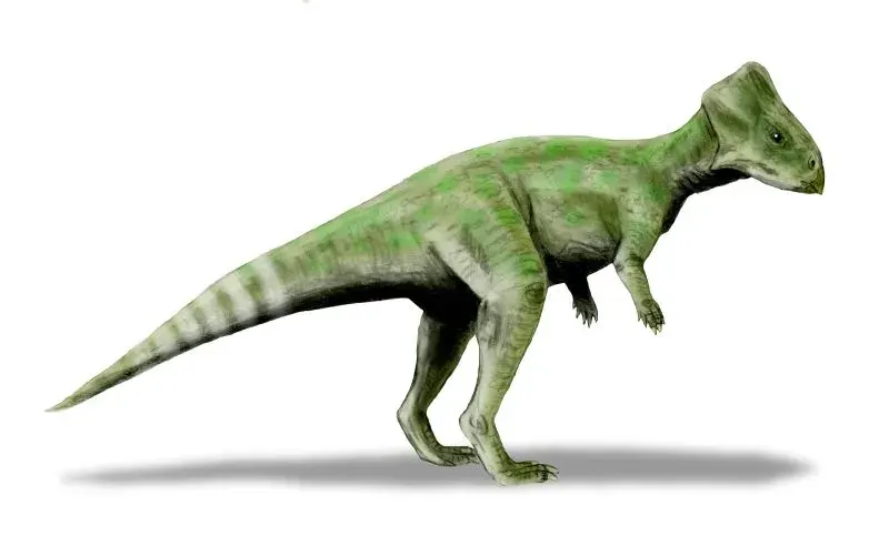 La carte Graciliceratops