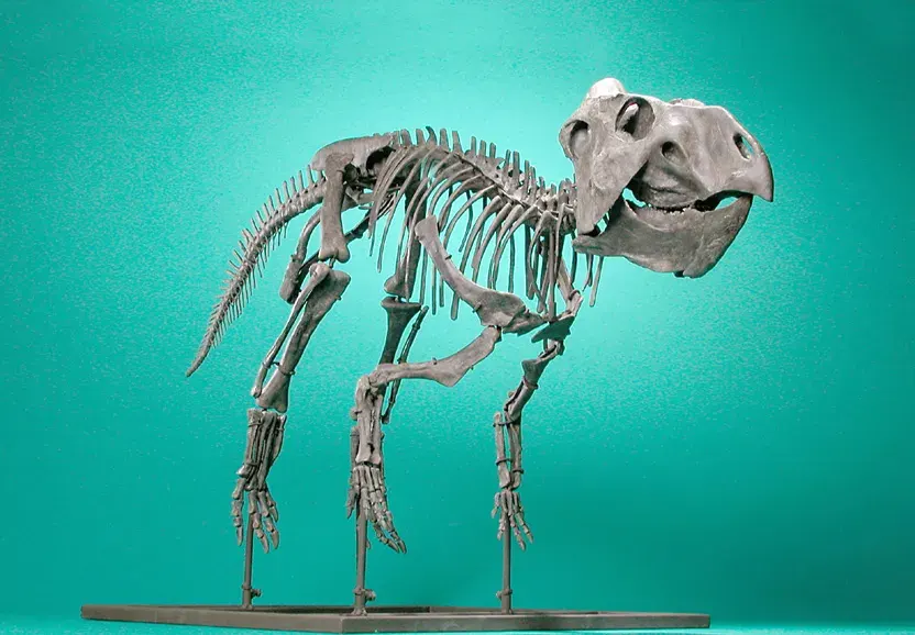 La carte Prenoceratops