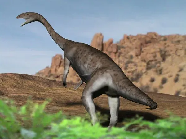 La carte Ammosaurus