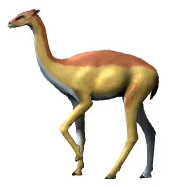 La carte Aepycamelus