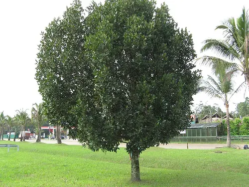 La carte Calophyllaceae