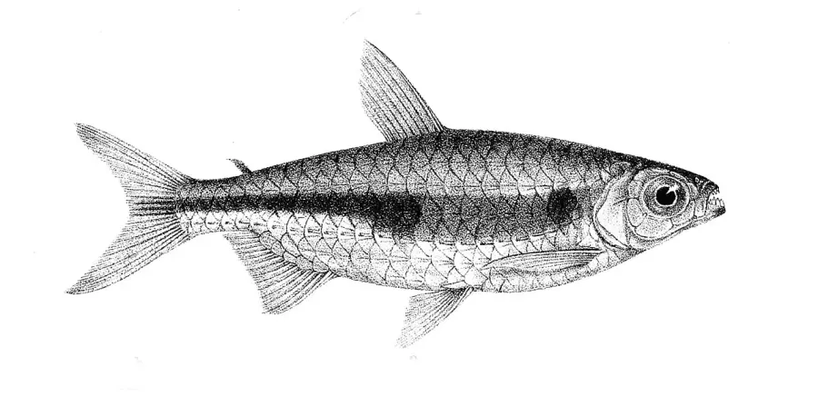 La carte Brycinus