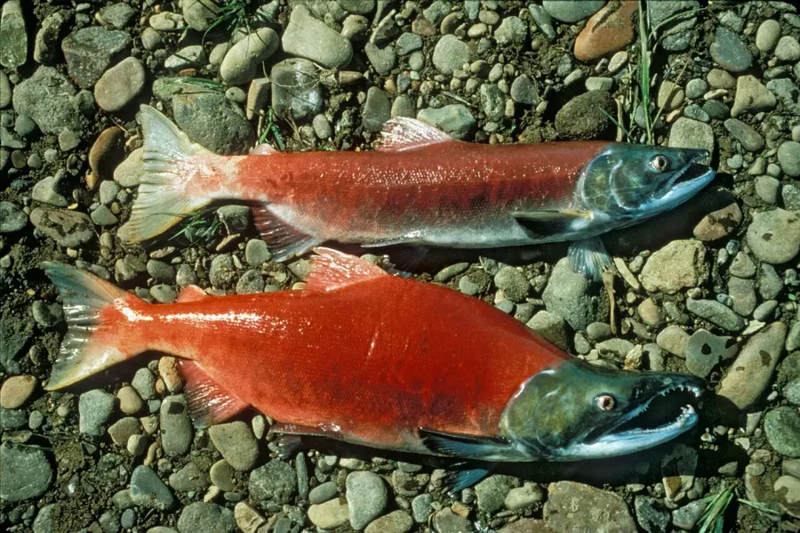 La carte Oncorhynchus