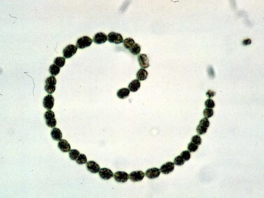 The Anabaena card