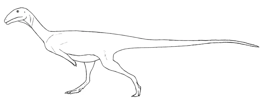 The Austrocheirus card