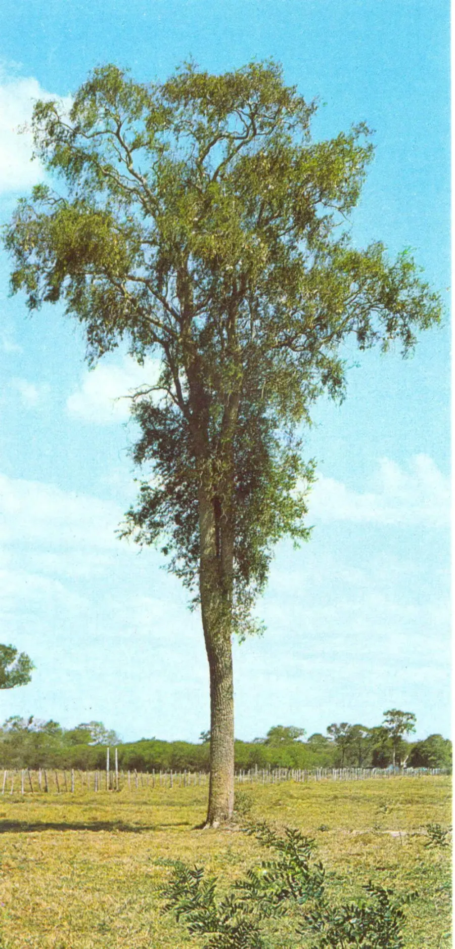 The Aspidosperma quebracho-blanco card