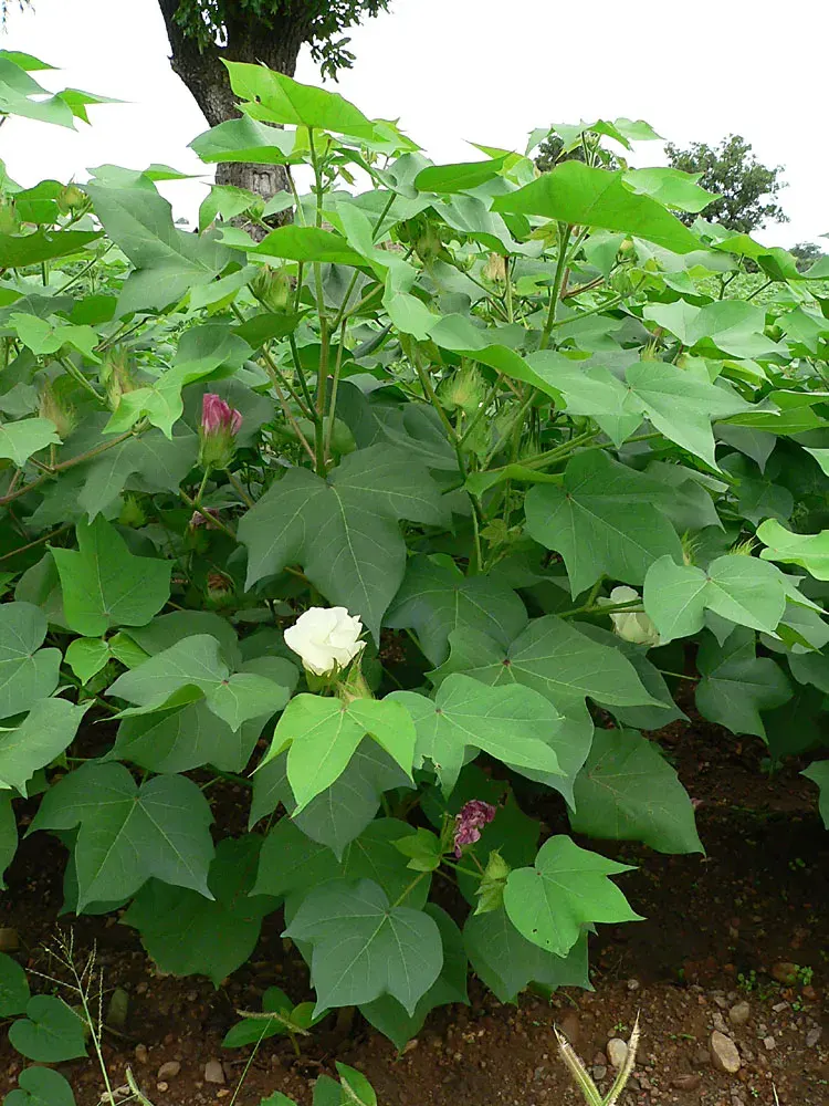 The Gossypium hirsutum card