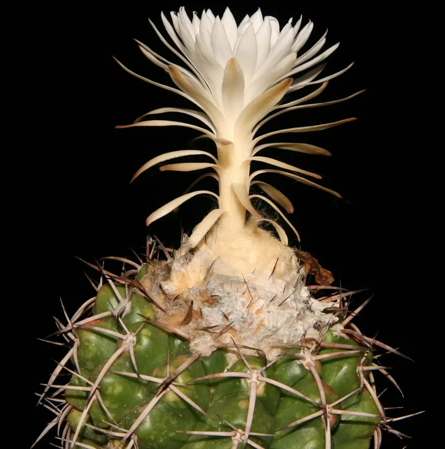 La carte Discocactus