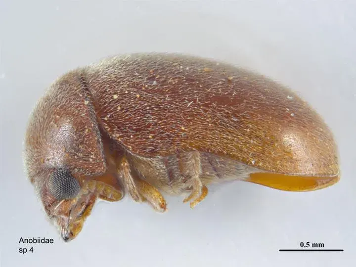 La carte Lasioderma serricorne