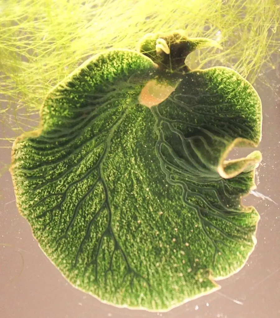 La carte Elysia chlorotica