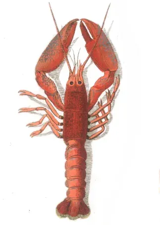 The Cape lobster card
