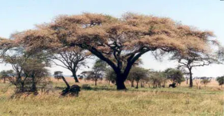 La carte Vachellia tortilis