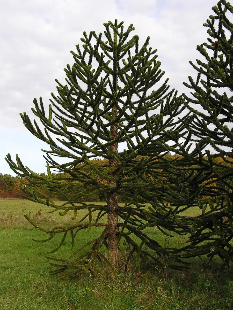 La carte Gymnosperme