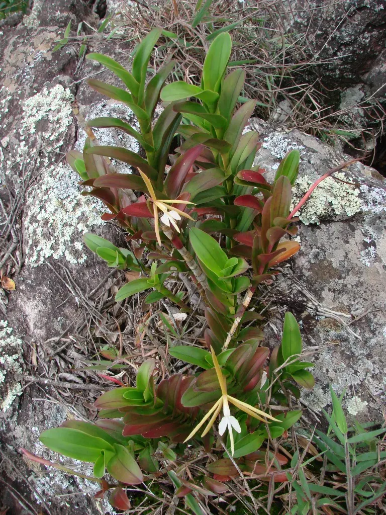 La carte Epidendrum