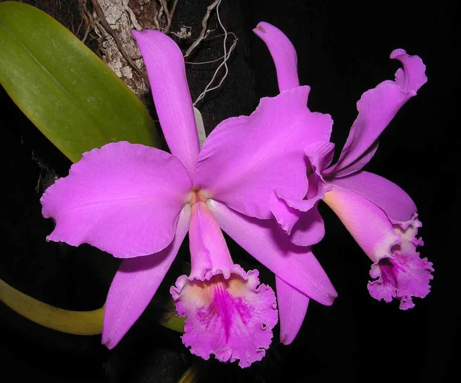La carte Cattleya