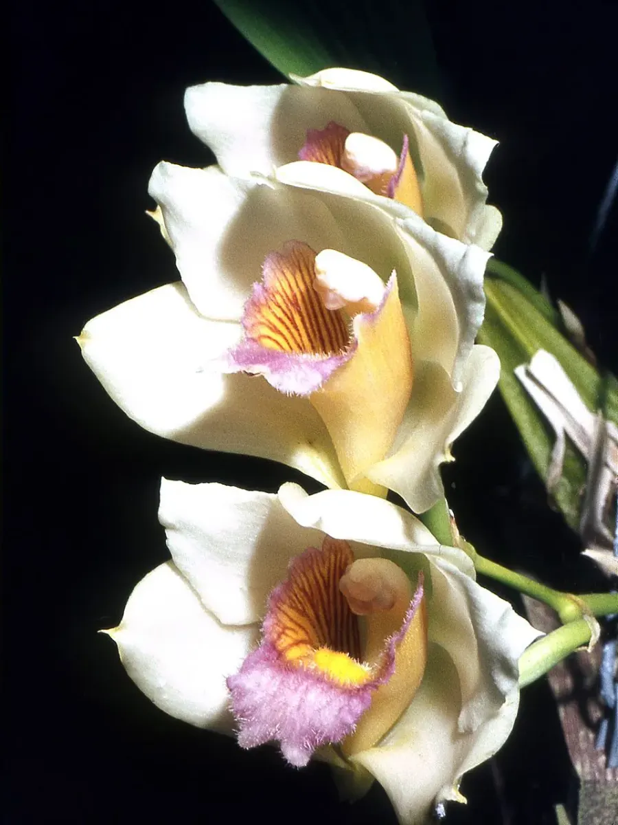 The Bifrenaria card