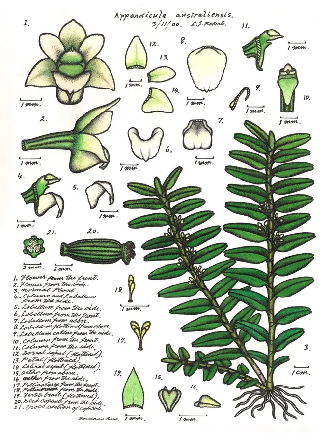 The Appendicula card