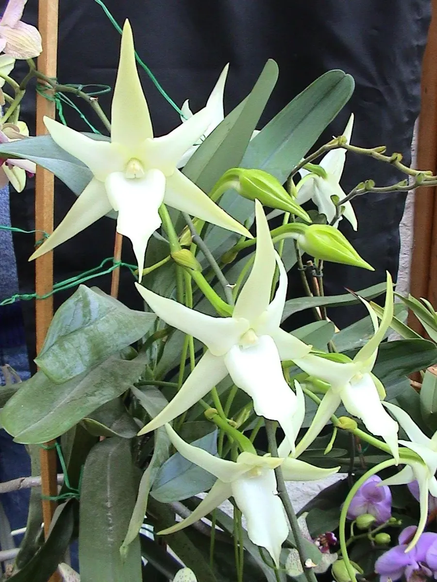 La carte Angraecum sesquipedale