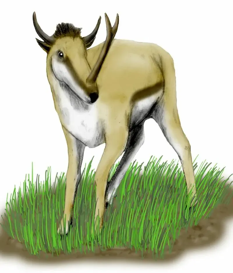 La carte Protoceratidae