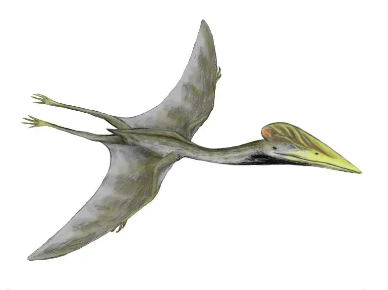 La carte Hatzegopteryx