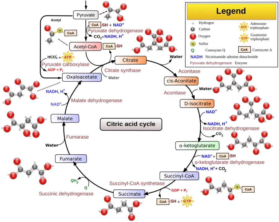 La carte Cycle de Krebs