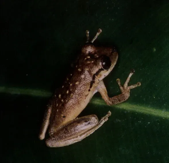 The Scinax card