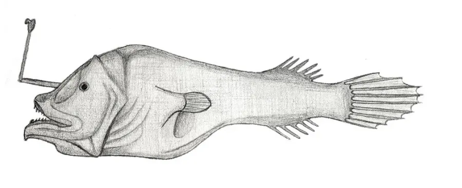 The Horned lantern fish card
