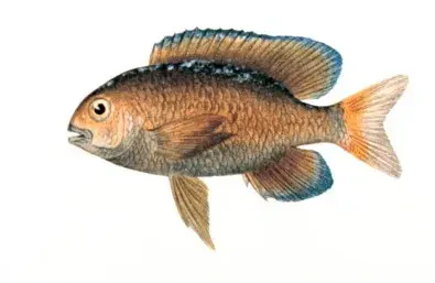The Stegastes card