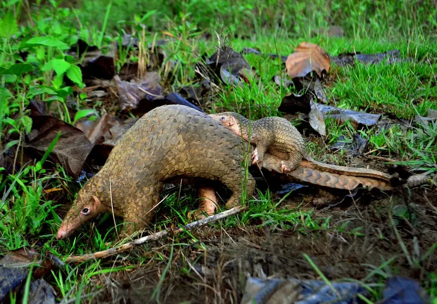 La carte Pangolin des Philippines