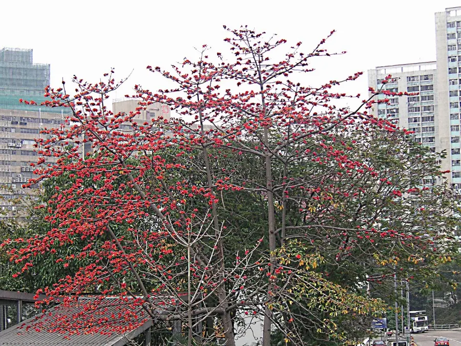 La carte Bombax ceiba