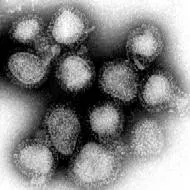 The Influenza A virus subtype H3N2 card