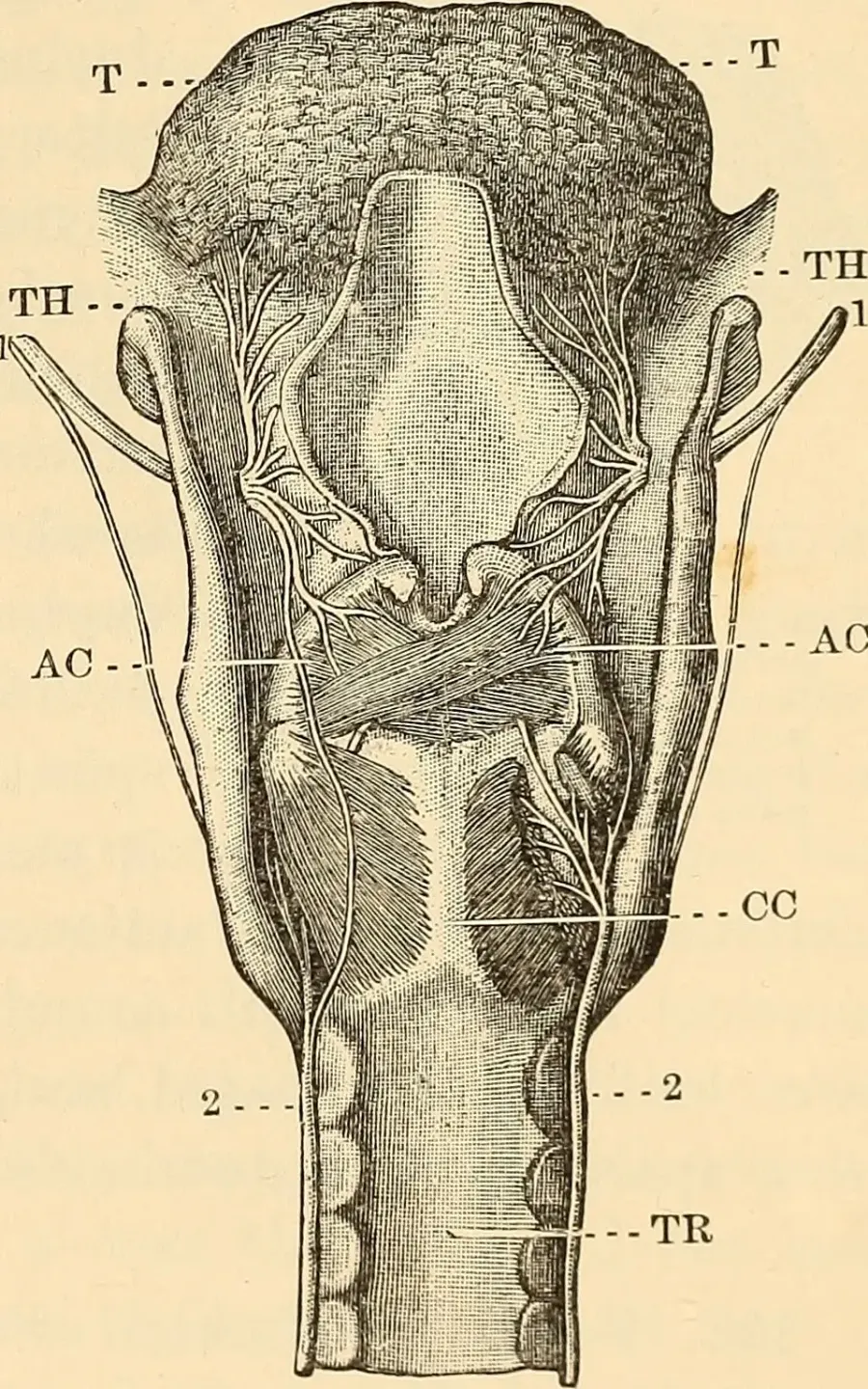 The Respiratory tract card