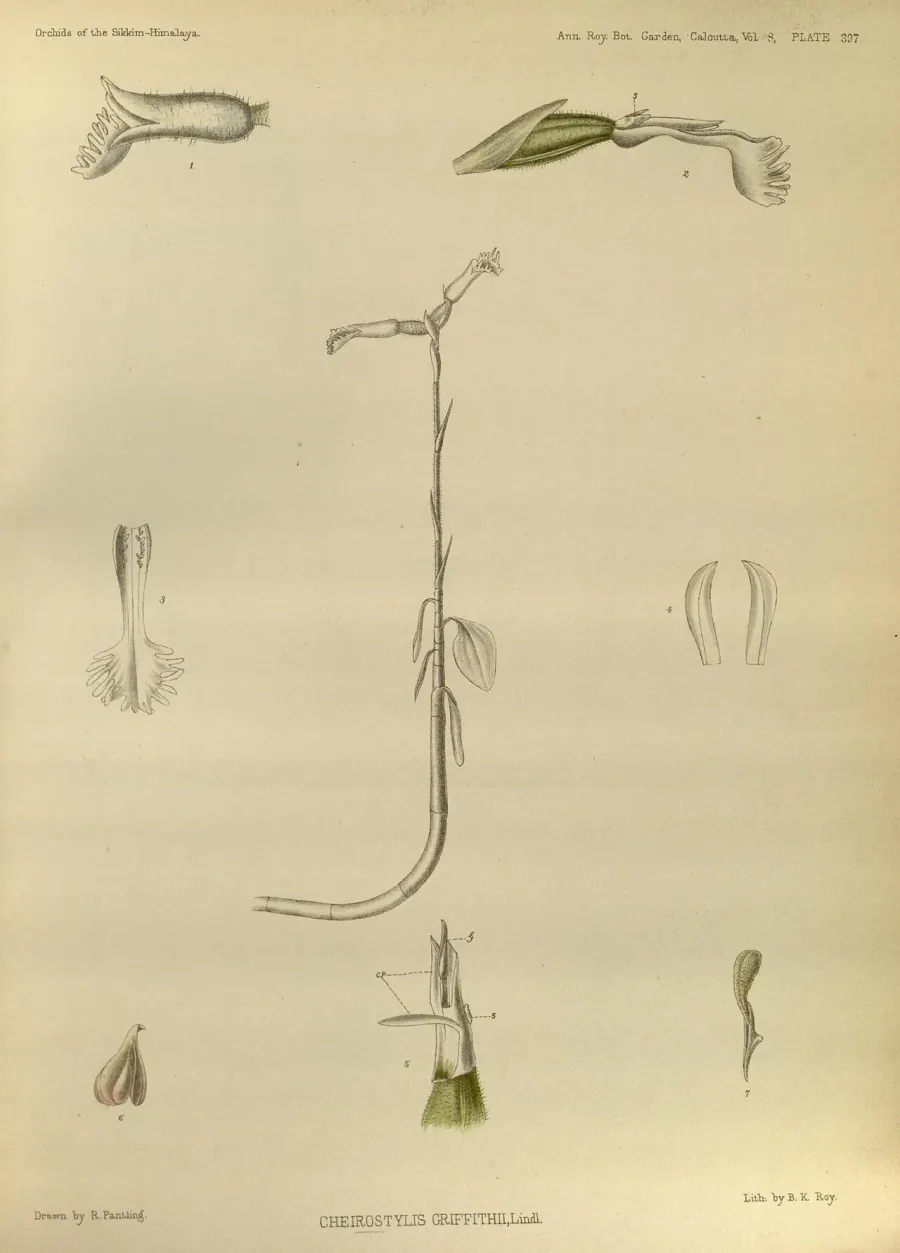 La carte Cheirostylis