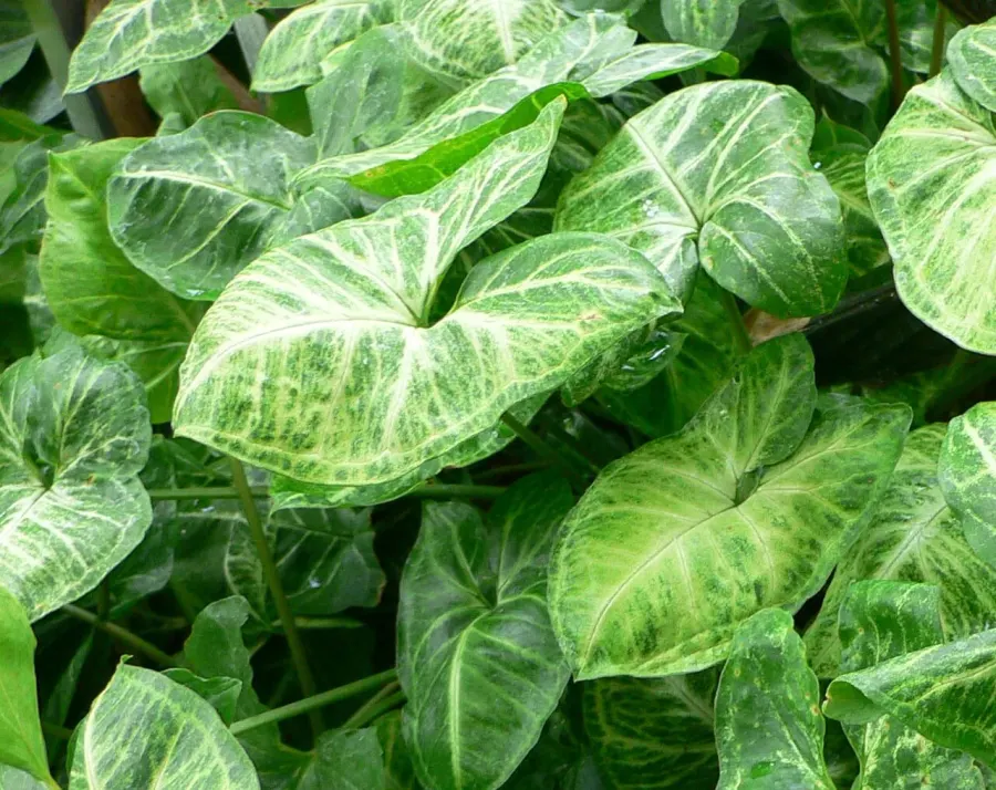 La carte Syngonium podophyllum