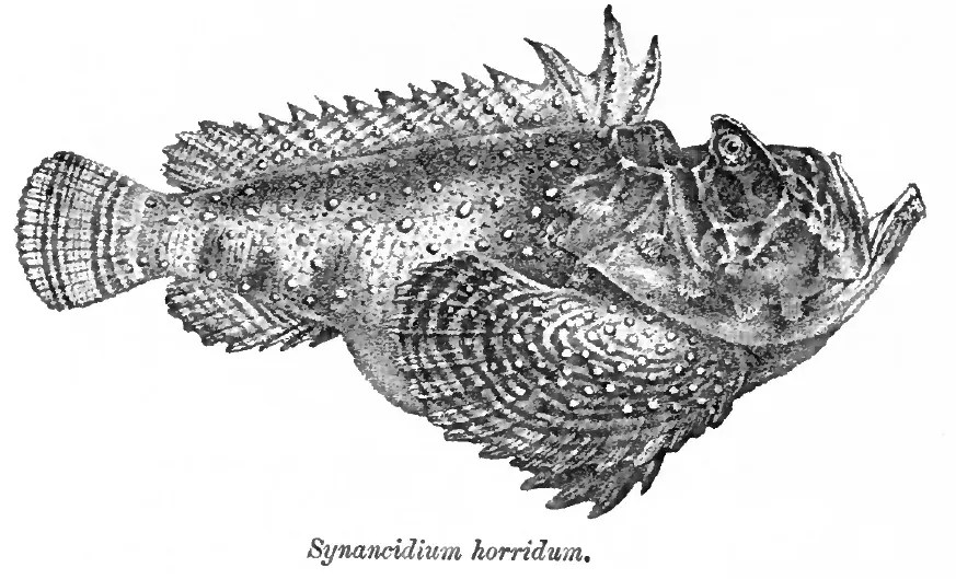 La carte Synanceia horrida