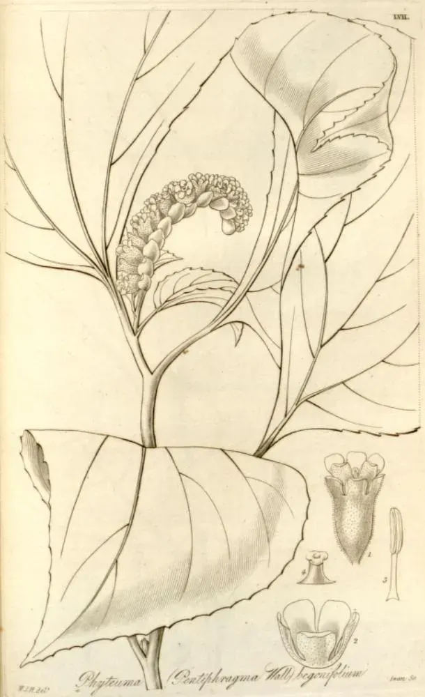 La carte Pentaphragmataceae