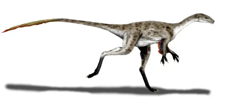 La carte Coeluridae