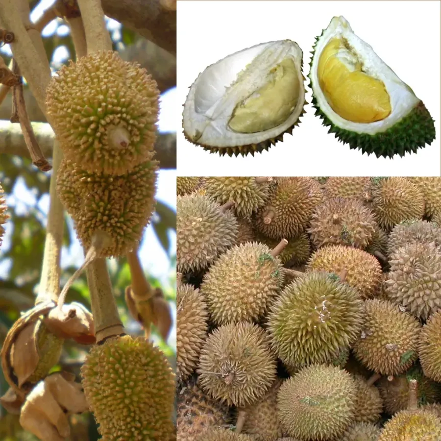 La carte Durian