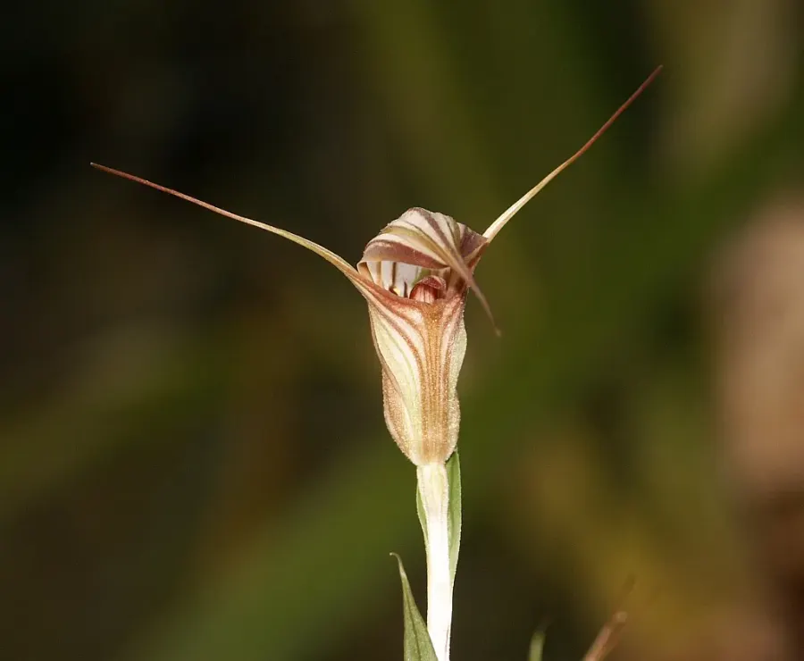 La carte Pterostylis